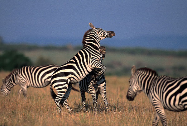 Day Trip - Tarangire national Park