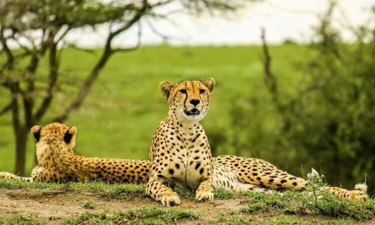 Day Trip - Tarangire national Park