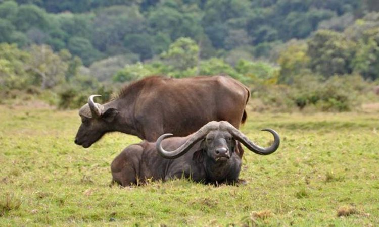 Day Trip - Arusha National Park Image