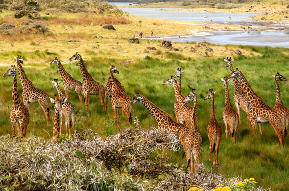 Day Trip - Ngorongoro National Park