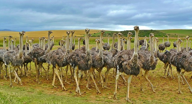 South Africa Epic Safari-Adventure Circuit 10 Days Of Wild Wonders-Scenic Splendor Tour Image