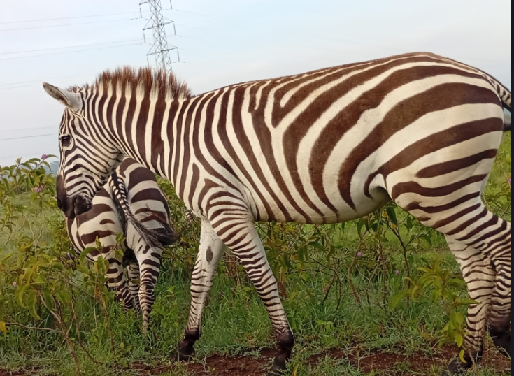 5 days Masai Mara-Nakuru-Naivasha Tour