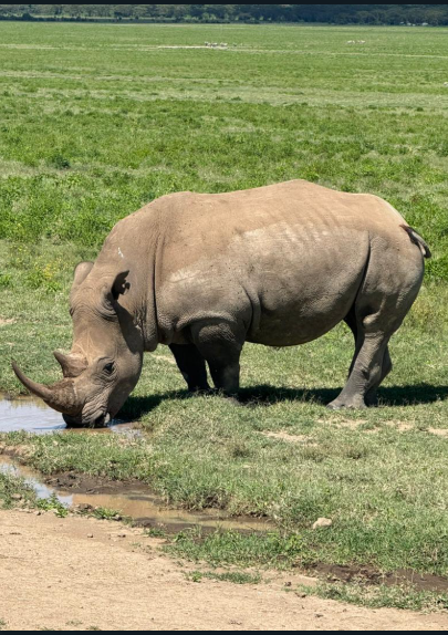 5 days Masai Mara-Nakuru-Naivasha Tour