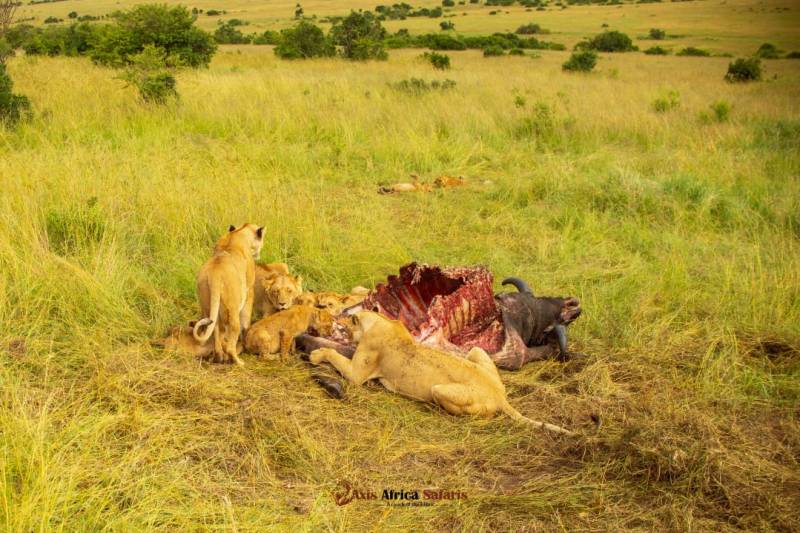 5 days Masai Mara-Lake Nakuru- Lake Naivasha