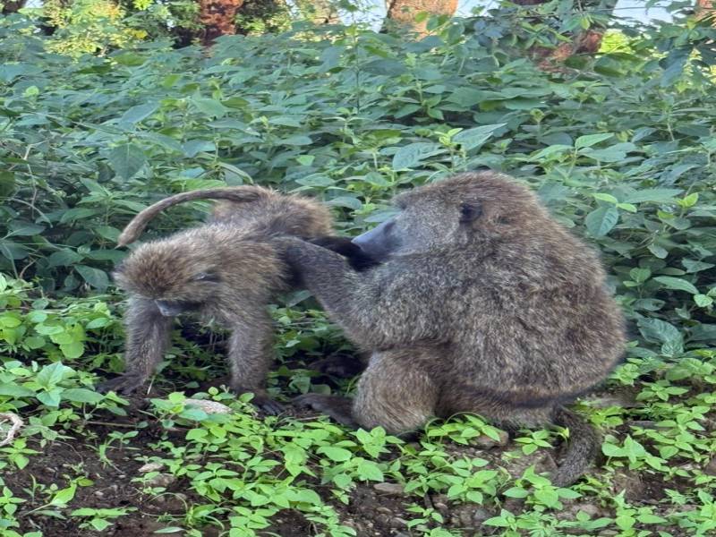 5 days Masai Mara-Lake Nakuru- Lake Naivasha