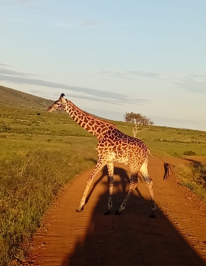 5 days Masai Mara-Lake Nakuru- Lake Naivasha