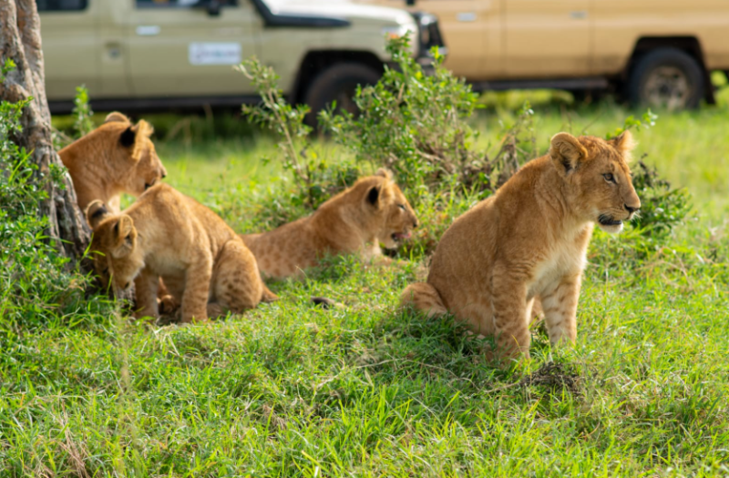 5 days Masai Mara-Lake Nakuru- Lake Naivasha