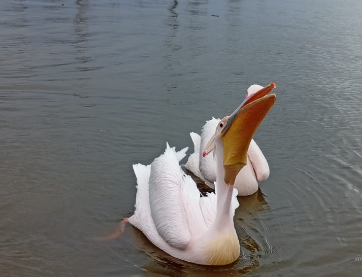 5 days Masai Mara-Lake Nakuru- Lake Naivasha