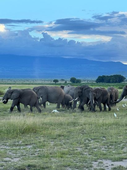 6 Days Masai Mara-Lake Nakuru- Amboseli Tour