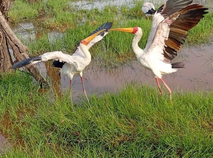 6 days Masai Mara-Lake Nakuru- Amboseli Tour