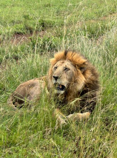 6 days Masai Mara-Lake Nakuru- Amboseli Tour