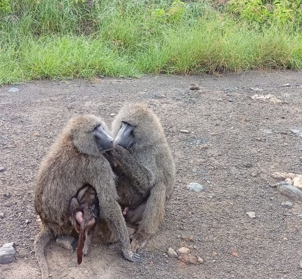 6 days Masai Mara-Lake Nakuru- Amboseli Tour