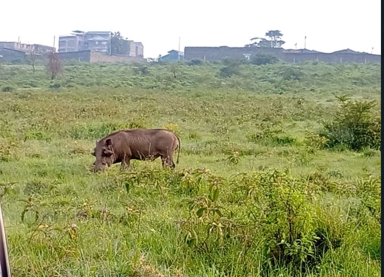 6 days Masai Mara-Lake Nakuru- Amboseli Tour