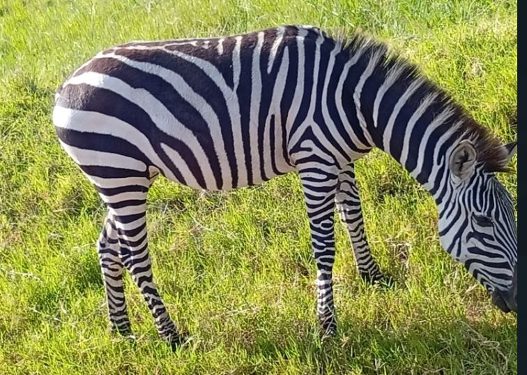 6 days Masai Mara-Lake Nakuru- Amboseli Tour