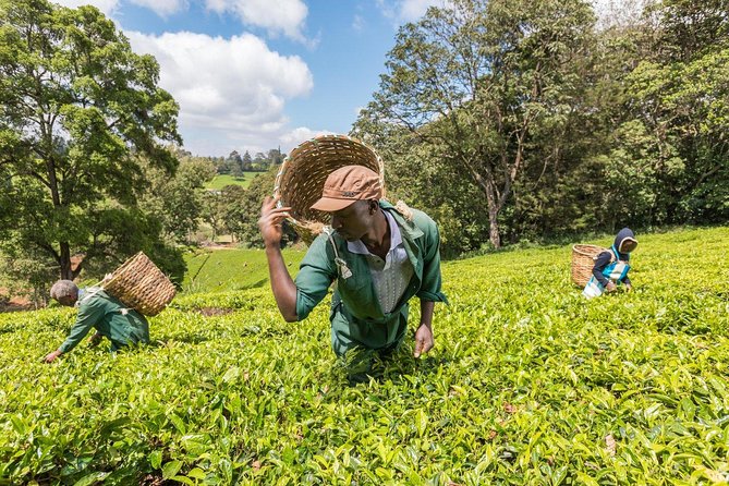 One Day Kiambethu Tea Farm - Limuru Tour