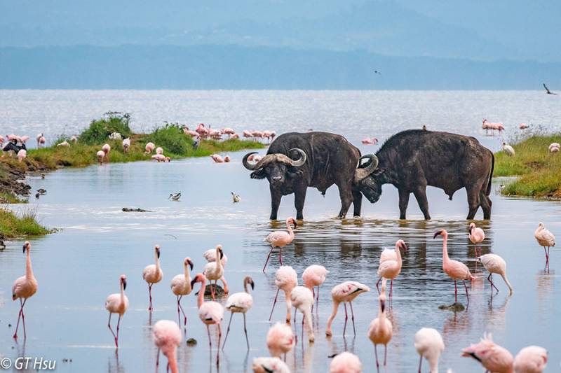 6 Days Masai Mara - Lakes Nakuru - Bogoria - Baringo Lodge Safari Tour Image