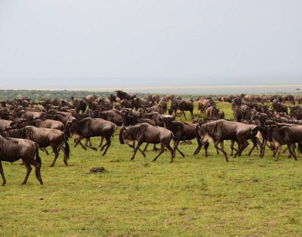 5 Days Masai Mara - Nakuru - Naivasha Tour