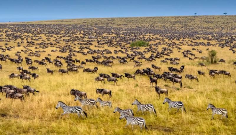 3-Day One Park - Many Wilds - The Masai Mara Tour