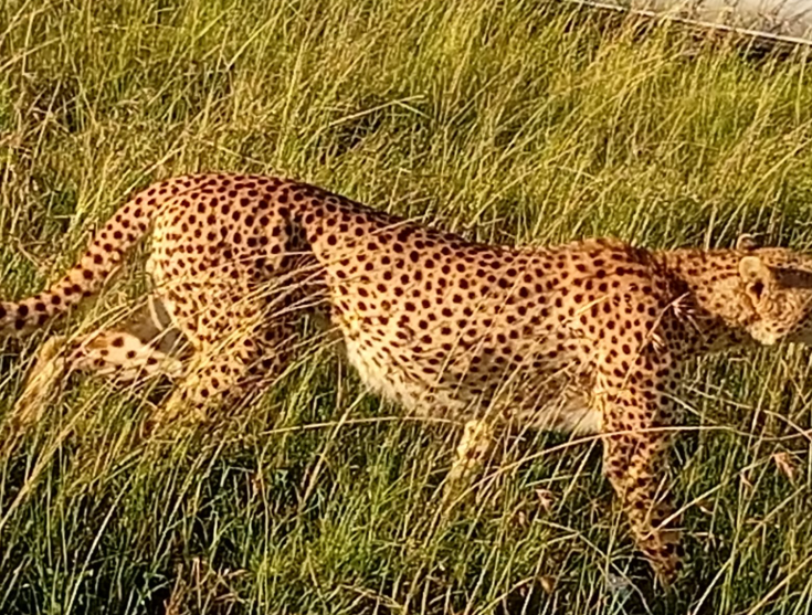 8D Masai Mara-Naivasha-Amboseli-Tsavo West-Tsavo East-Diani Beach Tour