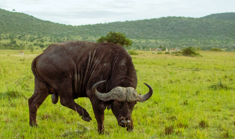 8D Masai Mara-Naivasha-Amboseli-Tsavo West-Tsavo East-Diani Beach Tour