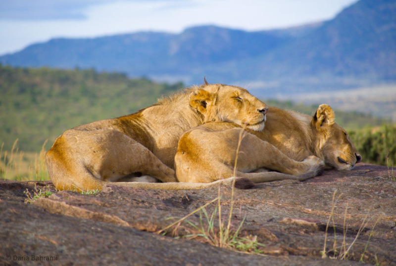 8D Masai Mara-Naivasha-Amboseli-Tsavo West-Tsavo East-Diani Beach Tour