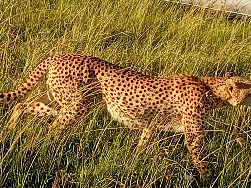 8D Masai Mara-Naivasha-Amboseli-Tsavo West-Tsavo East-Diani Beach Tour