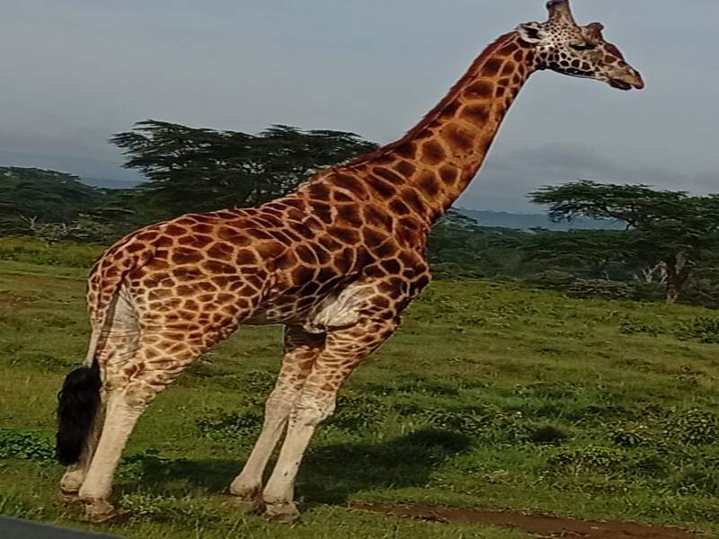 8D Masai Mara-Naivasha-Amboseli-Tsavo West-Tsavo East-Diani Beach Tour