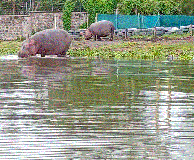 8D Masai Mara-Naivasha-Amboseli-Tsavo West-Tsavo East-Diani Beach Tour