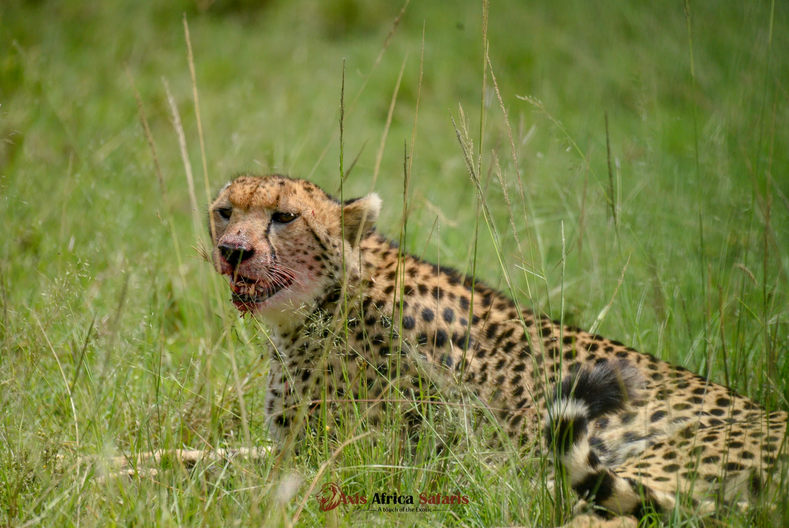 8D Masai Mara-Naivasha-Amboseli-Tsavo West-Tsavo East-Diani Beach Tour