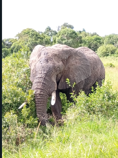 8D Masai Mara-Naivasha-Amboseli-Tsavo West-Tsavo East-Diani Beach Tour