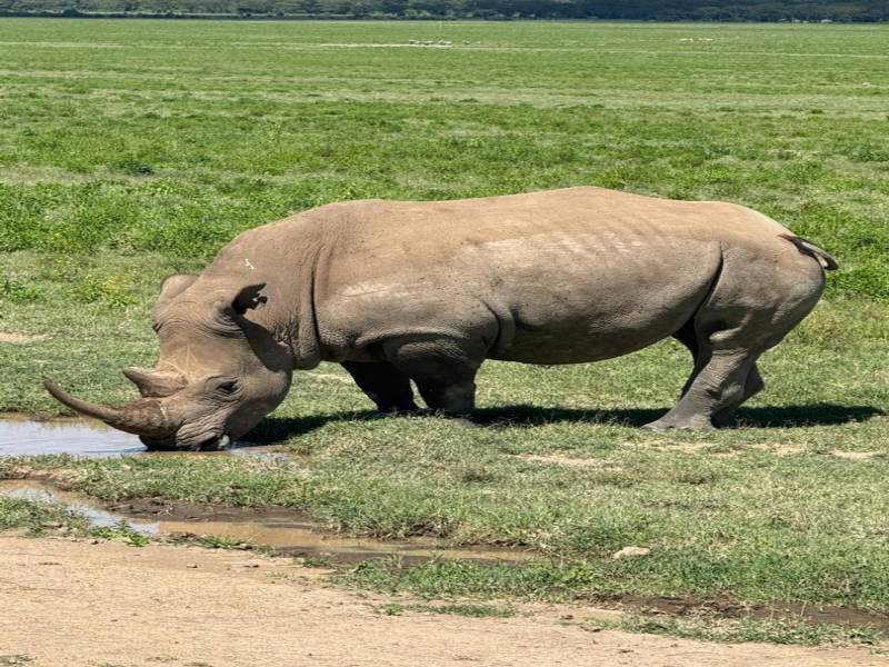 8 Days Masai Mara - Nakuru - Naivasha - Ol Pejeta - Amboseli Tour