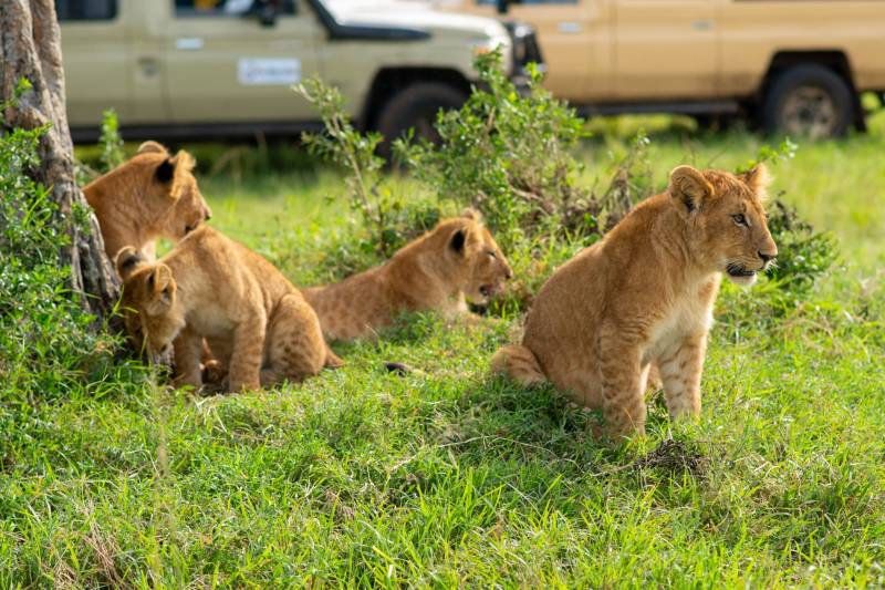 8 Days Masai Mara - Nakuru - Naivasha - Ol Pejeta - Amboseli Tour