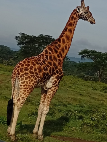 8 Days Masai Mara - Nakuru - Naivasha - Ol Pejeta - Amboseli Tour