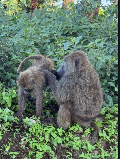 8 Days Masai Mara - Nakuru - Naivasha - Ol Pejeta - Amboseli Tour