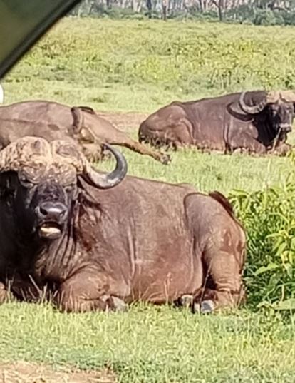 8 Days Masai Mara - Nakuru - Naivasha - Ol Pejeta - Amboseli Tour