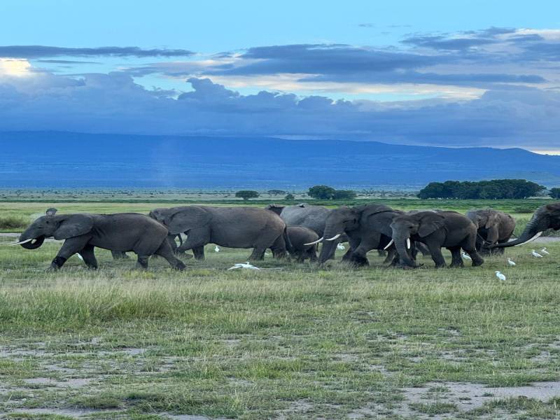 8 Days Masai Mara - Nakuru - Naivasha - Ol Pejeta - Amboseli Tour