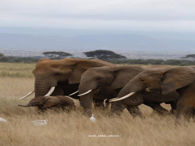 10D Amboseli - Ol Pejeta - Naivasha - Nakuru - Masai Mara Private Safari Tour
