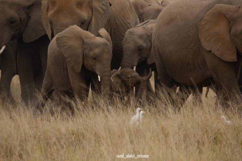 10D Amboseli - Ol Pejeta - Naivasha - Nakuru - Masai Mara Private Safari Tour