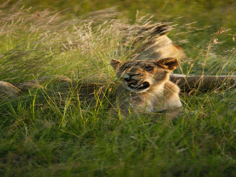 10D Amboseli - Ol Pejeta - Naivasha - Nakuru - Masai Mara Private Safari Tour