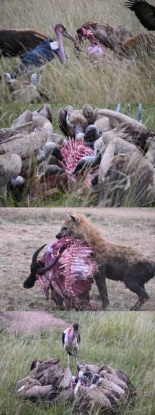 8D Naivasha - Masai Mara - Nakuru - Samburu Private Safari Tour