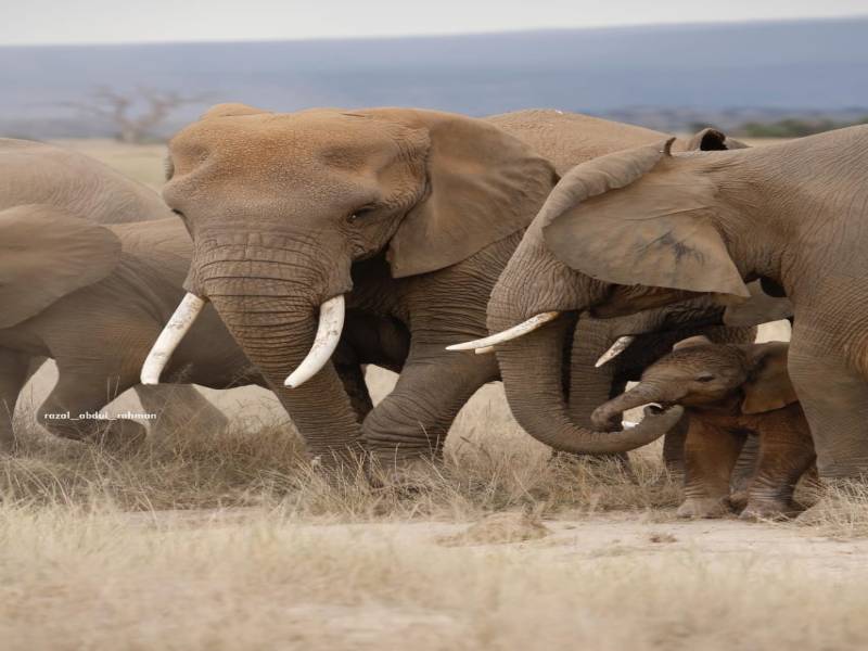 8D Naivasha - Masai Mara - Nakuru - Samburu Private Safari Tour