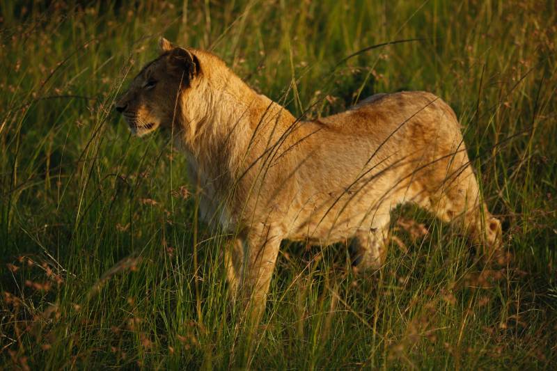 8D Naivasha - Masai Mara - Nakuru - Samburu Private Safari Tour