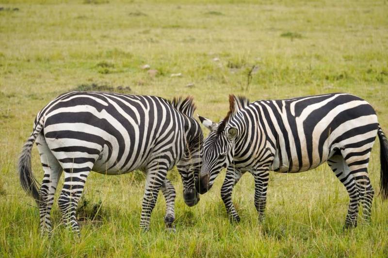 4-Day Bush To Beach Standard Safari Tour