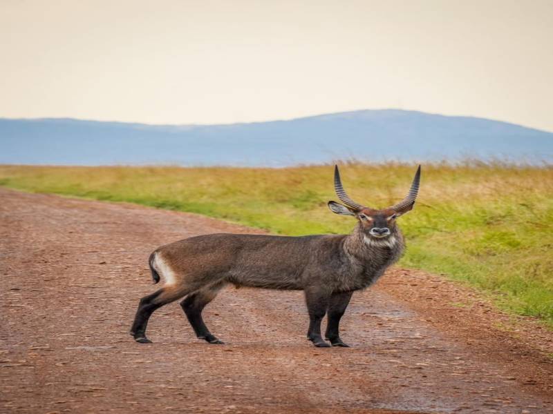 4-Day Bush To Beach Standard Safari Tour