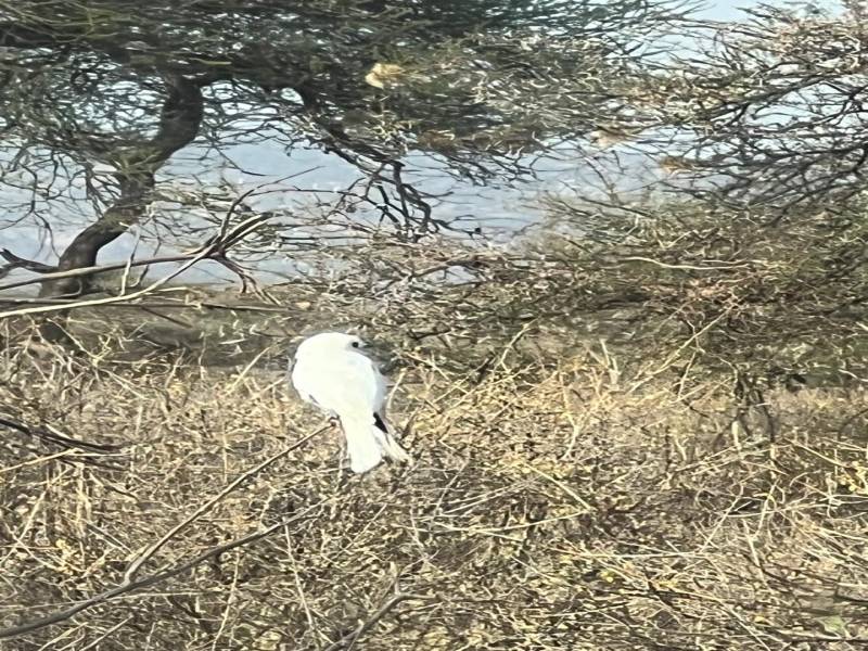 6 Days Mt Kenya Climbing - Chogoria - Naro Moru Route Tour