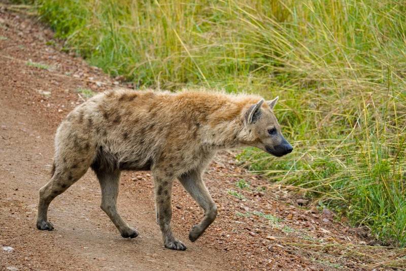 3 Days Amboseli Lodge Safaris tour