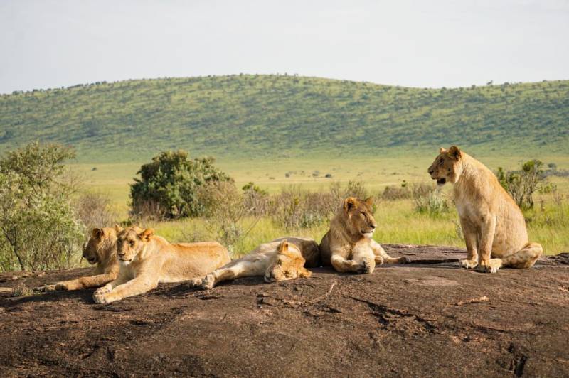 3 Days Masai Mara Lodge Safaris Tour