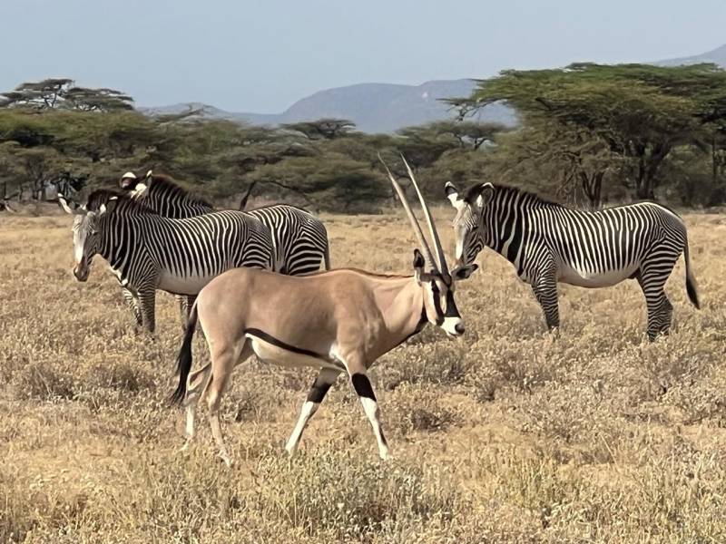 3 Days Samburu Lodge Safaris Tour