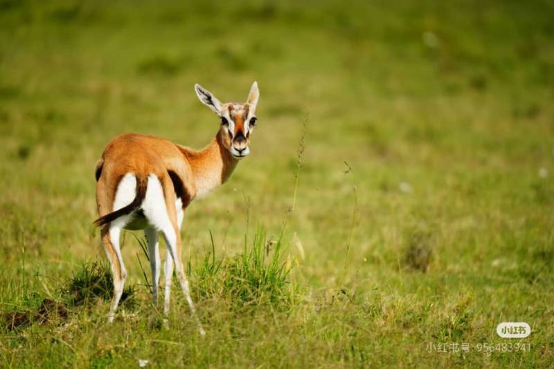 4 Days Masai Mara - Lake Nakuru Lodge Safaris Tour