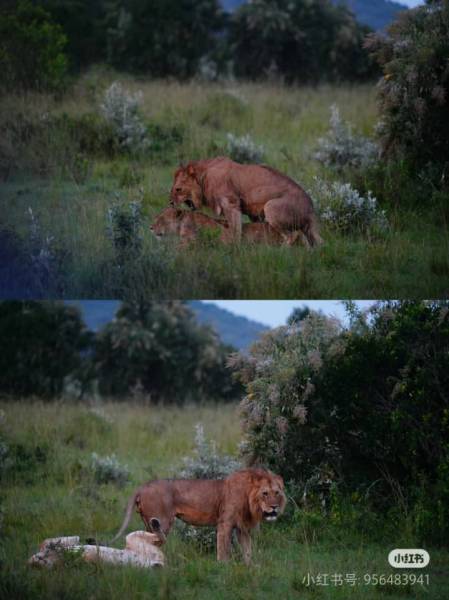 4 Days Masai Mara - Lake Nakuru Lodge Safaris Tour